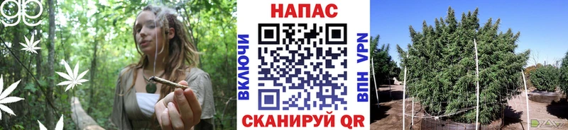 сколько стоит  Новоалександровск  Каннабис гибрид 